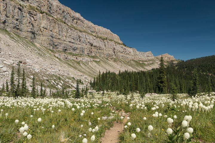 Field of grass and white flowers in front of pine trees and a rocky cliff
