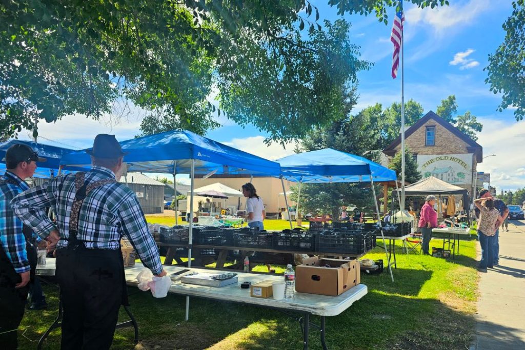 A men in plaid shirts stand at a plastic table on a grassy lawn. There are other tables nearby under blue awnings with crates of produce on them.